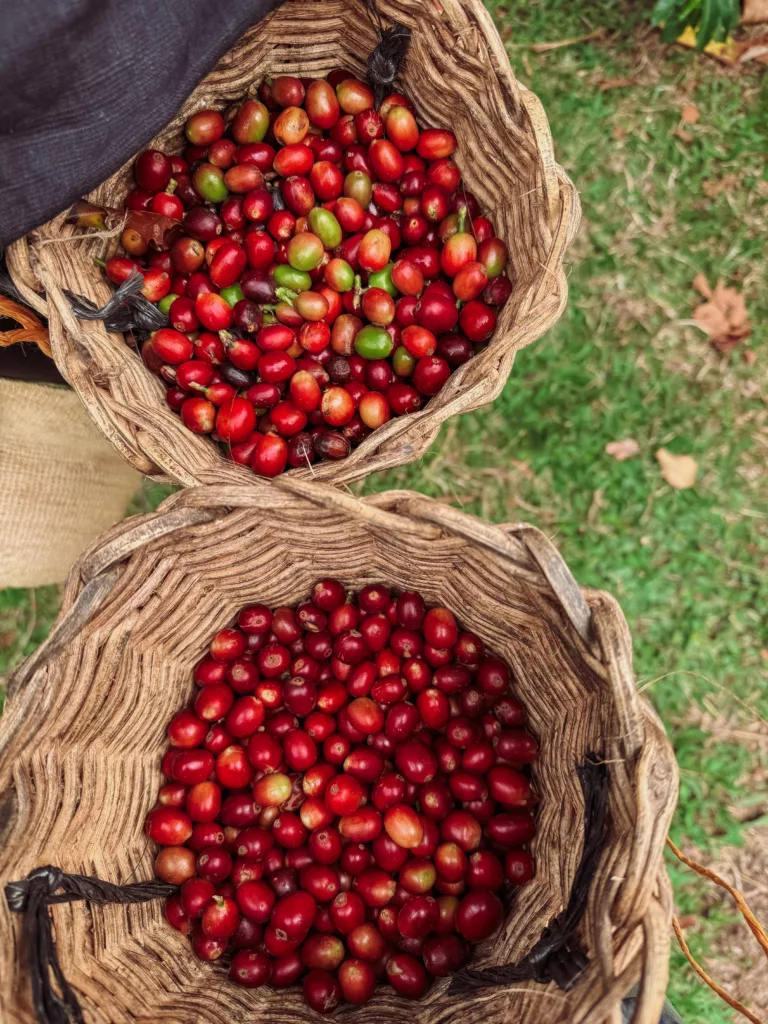 Our coffee picking haul! We loved being coffee farmers in Colombia